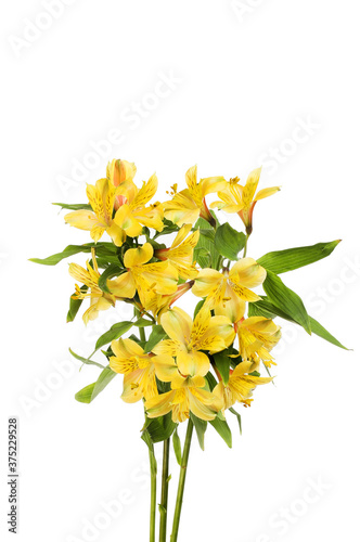 Yellow alstroemeria flowers