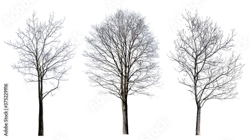 isolated on white three maple bare trees