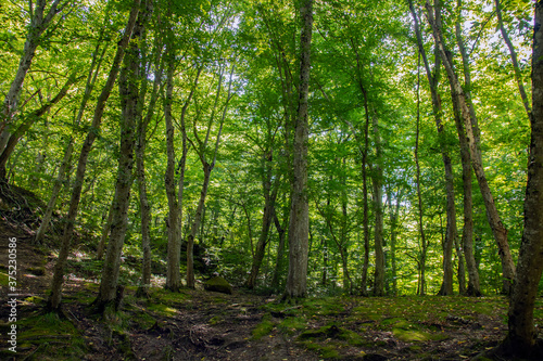 A picturesque forest of green deciduous trees, the summer sun shines with its warm rays through the foliage