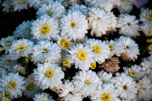 Delicate white chrysanthemum bouquets in flowers shop.  