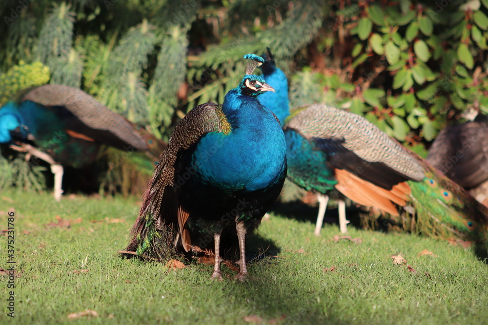 Obraz premium Wilder Pfau im Beacon Hill Park in Victoria, Vancouver Island
