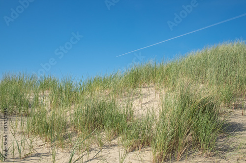 sand dunes and grass