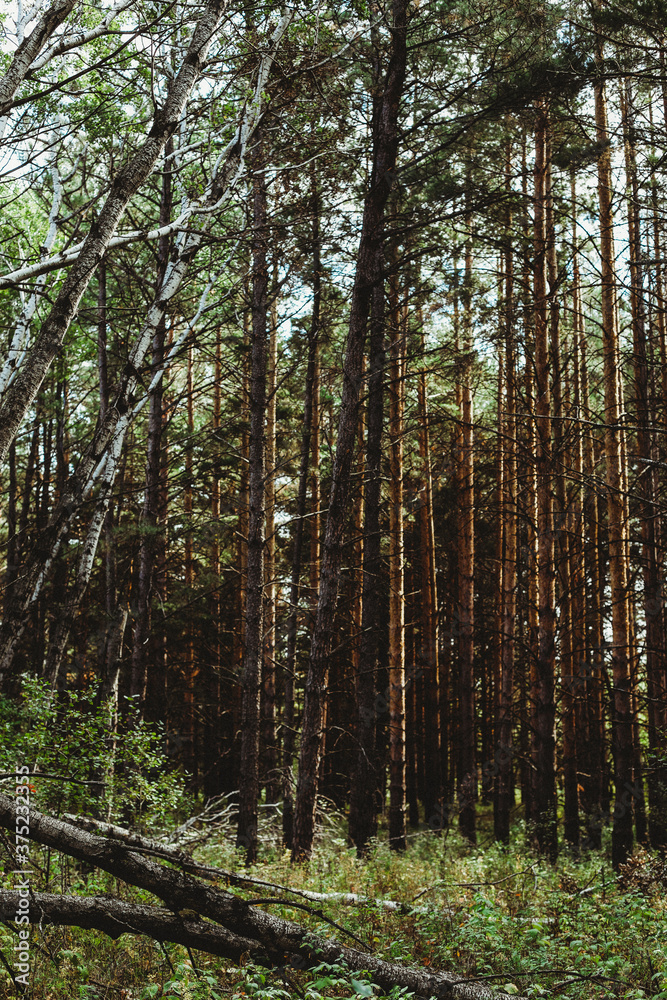 forest in the morning forest in the morning