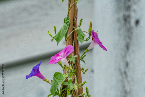 Morning glory vines on bamboo tutor landscape