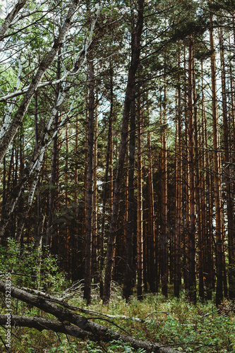 forest in the morning