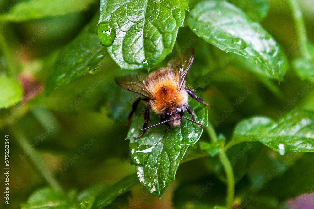 bumblebee sitting on a mint leaf bumblebee sitting on a mint leaf