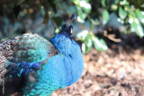 Wilder Pfau im Beacon Hill Park in Victoria, Vancouver Island photo