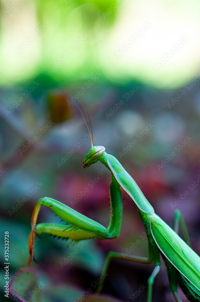 Mantis religiosa perfil Mantis religiosa perfil