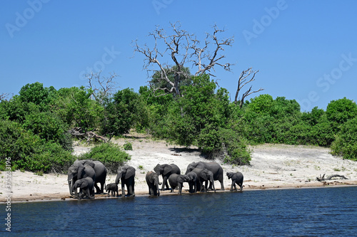 Photography Chobe River: elephant familiy passing the river