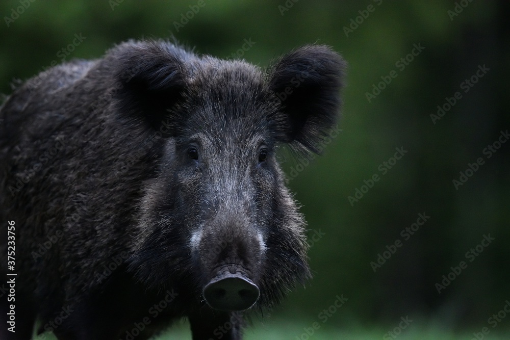 wild boar (Sus Scrofa) portrait in the forest late in the evening wild boar (Sus Scrofa) portrait in the forest late in the evening
