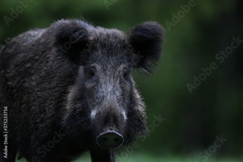 wild boar (Sus Scrofa) portrait in the forest late in the evening