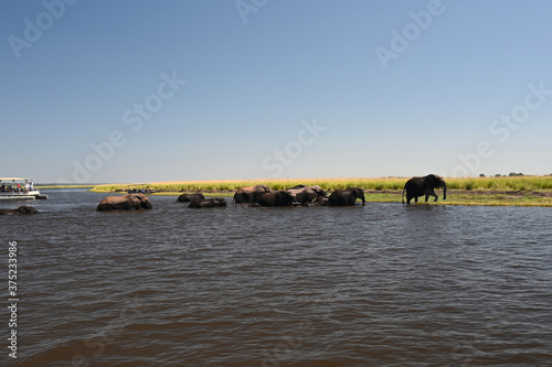 Chobe River: elephant familiy passing the river © fmb