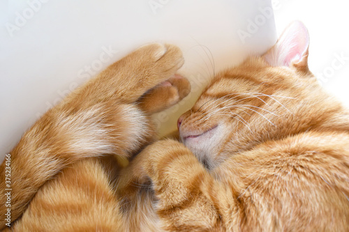 Ginger cat sleeping on a chair.