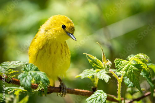Yellow Warbler foraging for food in the thickets