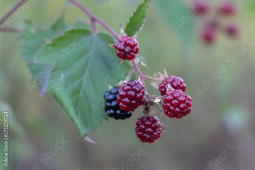 bunch of blackberry growing on the bush