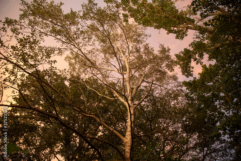 poplar trees during sunset poplar trees during sunset