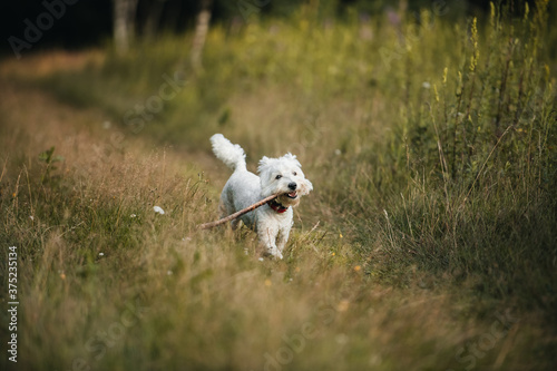 West terrier dog running with stick in the field © Илья Солдаткин