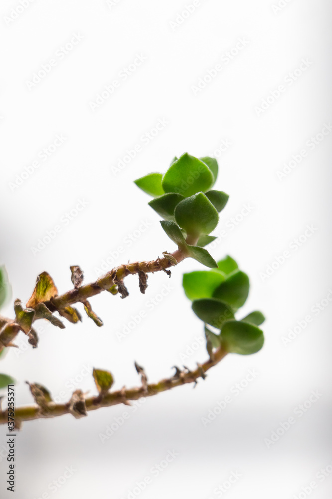 Detalle de Planta Suculenta con fondo blanco. Detalle de Planta Suculenta con fondo blanco.