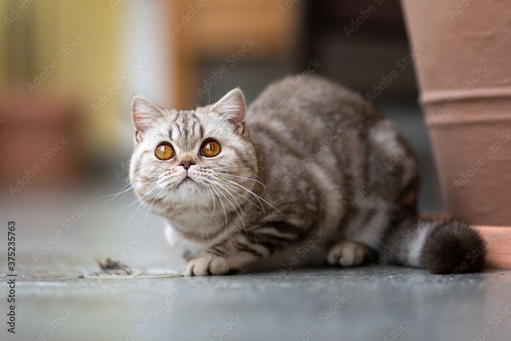 Edel Britisch Kurzhaar Tabby Katze classic auf dem Balkon Edel Britisch Kurzhaar Tabby Katze classic auf dem Balkon