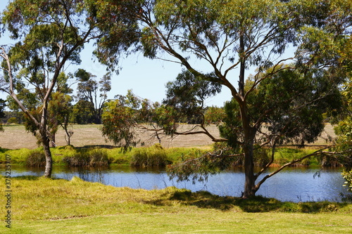 Eucalyptus trees by a pond in Margaret River  WA.