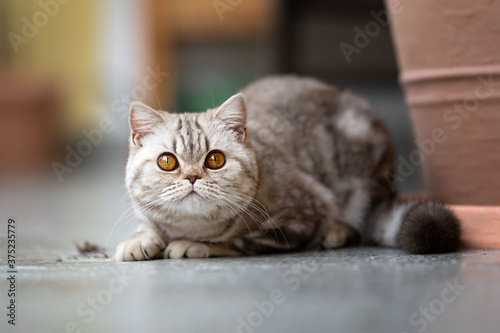 Edel Britisch Kurzhaar Tabby Katze classic auf dem Balkon
