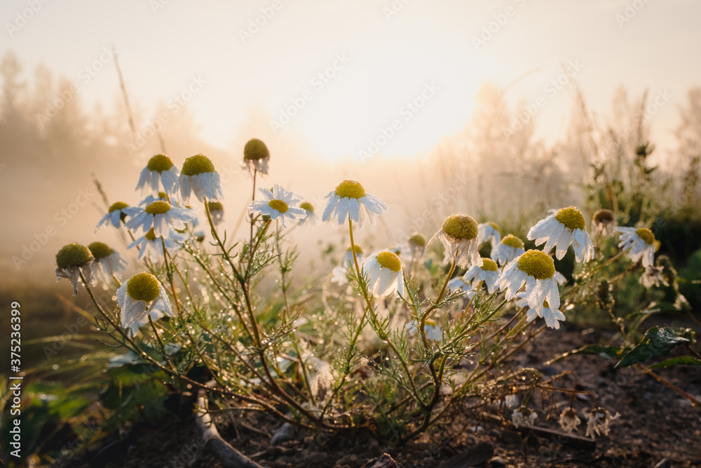 Early sunny morning. A bush of daisies in dew against a background of sunlight and morning fog