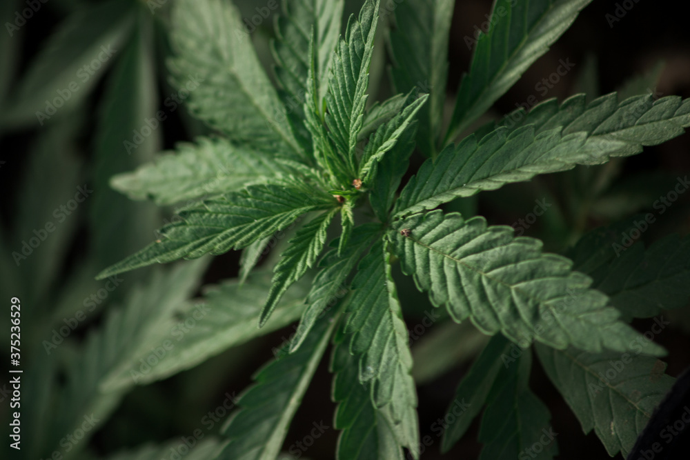 cannabis plant in nature cannabis plant in nature
