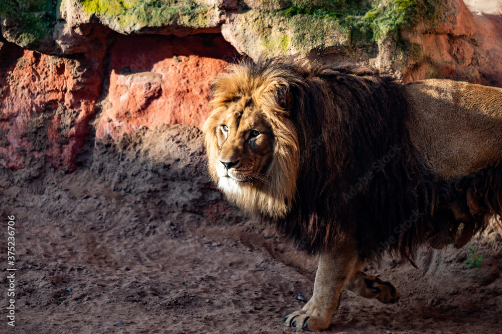 Naklejka premium Löwe