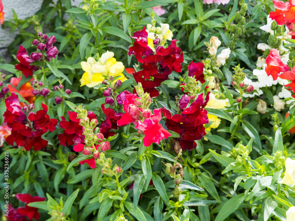 (Antirrhinum majus) Großes Löwenmaul oder Garten-Löwenmaul mit Rot und Gelb Blütenfarben, Unterlippe mit gelben Fleck (Antirrhinum majus) Großes Löwenmaul oder Garten-Löwenmaul mit Rot und Gelb Blütenfarben, Unterlippe mit gelben Fleck