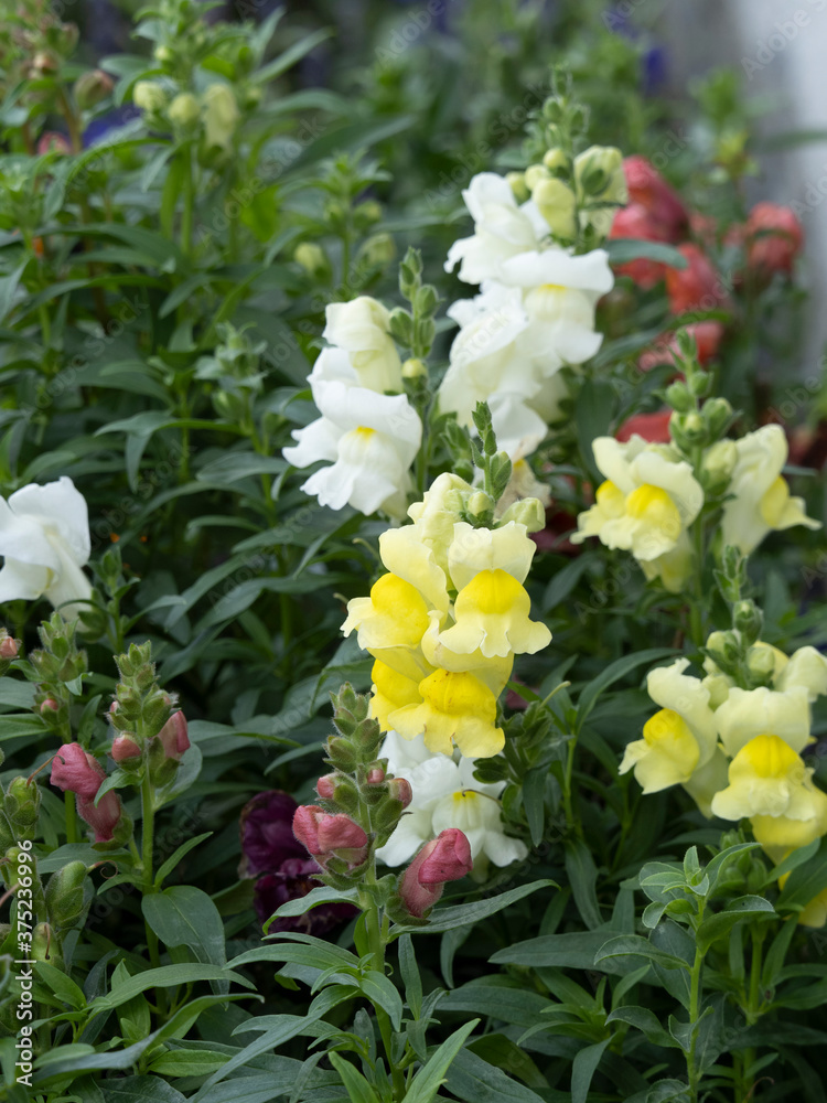 Fotka „(Antirrhinum majus) Großes Löwenmaul oder GartenLöwenmaul mit