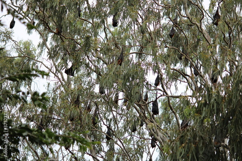 branches of a tree