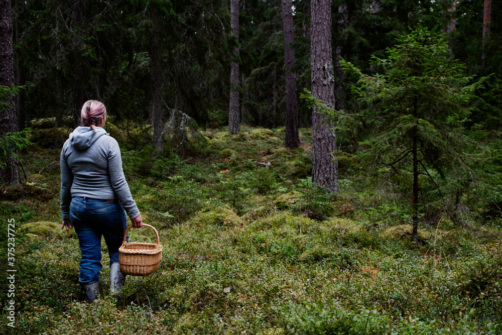 Woman walking with a basket in the forest, looking for lingonberries, blueberries and chanterelle mushrooms to pick and harvest. Photo taken on an autumn day in Sweden. Woman walking with a basket in the forest, looking for lingonberries, blueberries and chanterelle mushrooms to pick and harvest. Photo taken on an autumn day in Sweden.