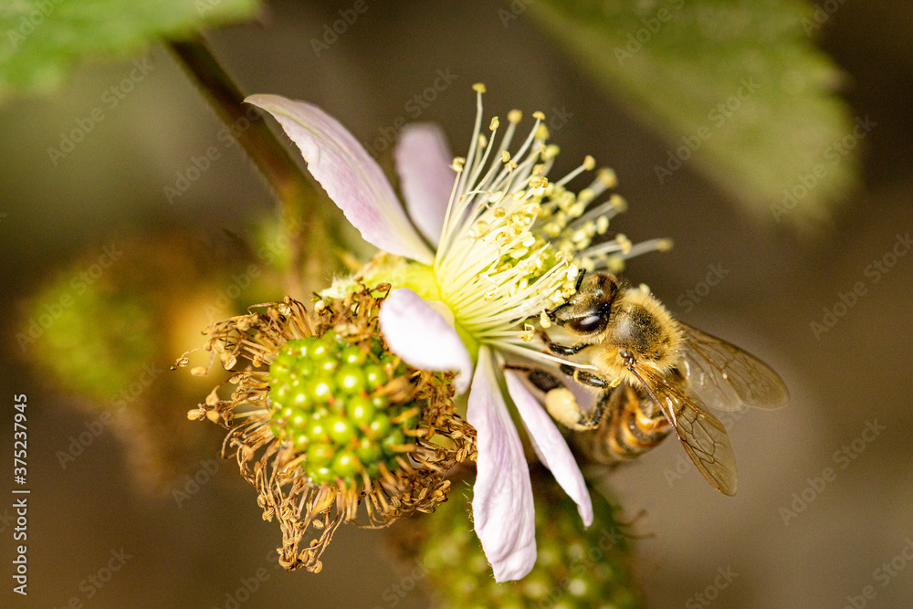 Bee on a white blackberry flower collecting pollen and nectar for the hive Bee on a white blackberry flower collecting pollen and nectar for the hive