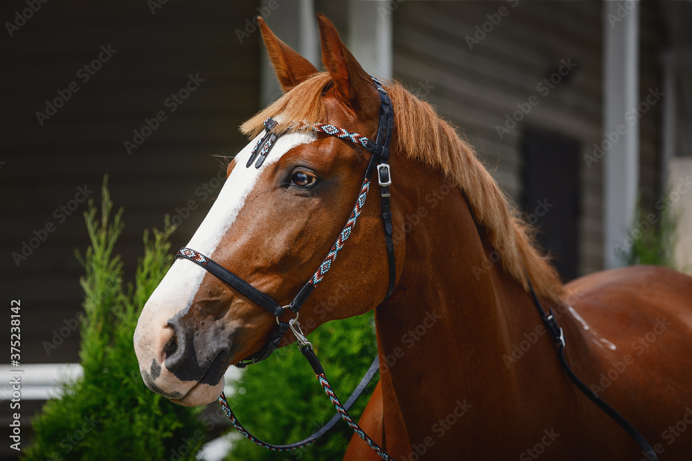 Obraz premium portrait of chestnut trakehner horse in western bridle