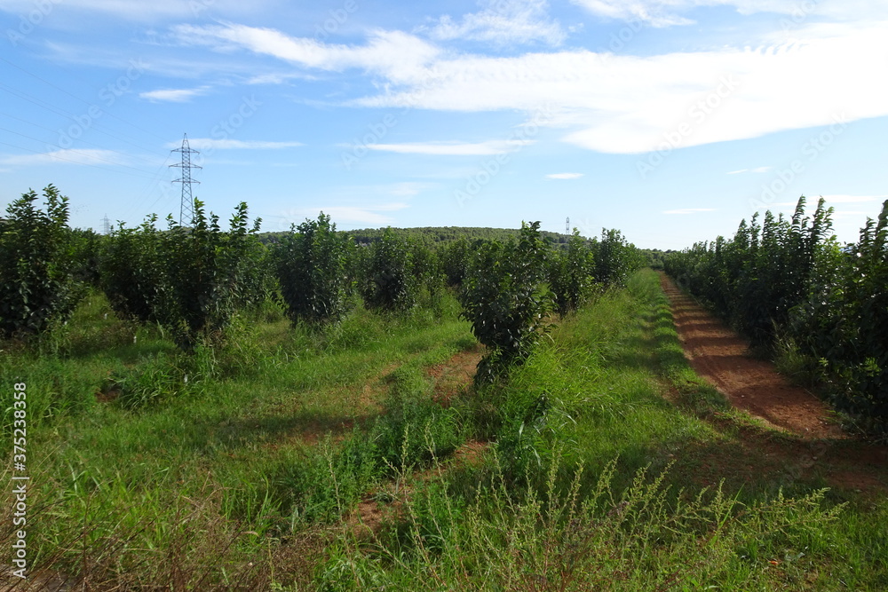 Persimmon Fruit Orchard on a Summer's Day Persimmon Fruit Orchard on a Summer's Day