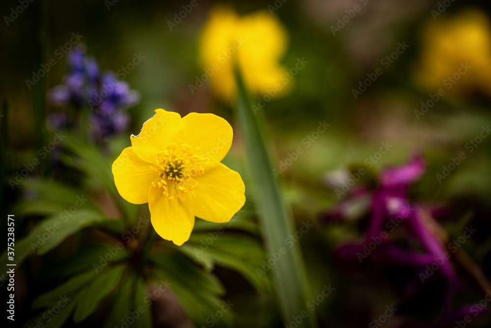 Imperfect yellow flower in a spring meadow Imperfect yellow flower in a spring meadow