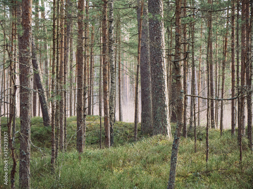 Pine forest with lush vegitation in spring