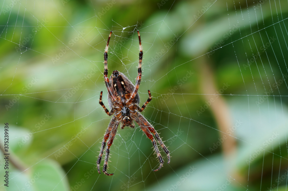 close-up of a female garden spider on a cobweb close-up of a female garden spider on a cobweb