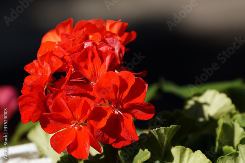 red geranium flowers close up on nature background