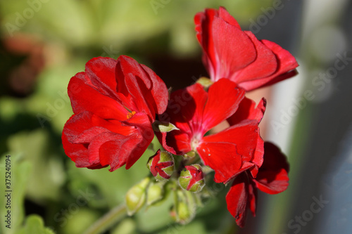 red geranium flowers close up on nature background