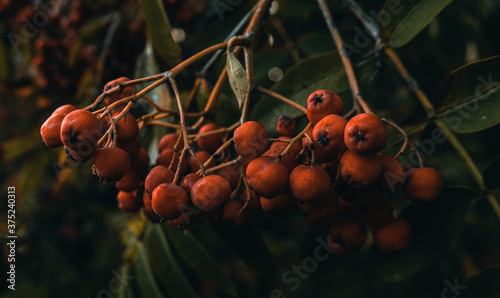 Rowan-tree rowanberry sorb wild ash Sorbus red berries close up on branch as dark autumn background