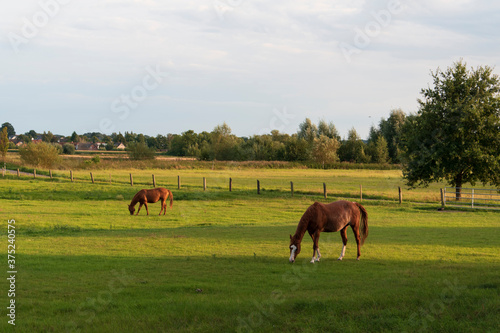Fototapeta Naklejka Na Ścianę i Meble -  Zwei Pferde weiden auf einer Wiese.