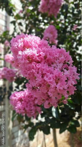 pink crepe myrtle flower