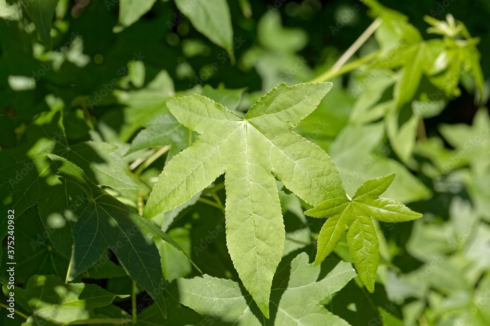Leaves of an American sweetgum, Liquidambar styraciflua Leaves of an American sweetgum, Liquidambar styraciflua