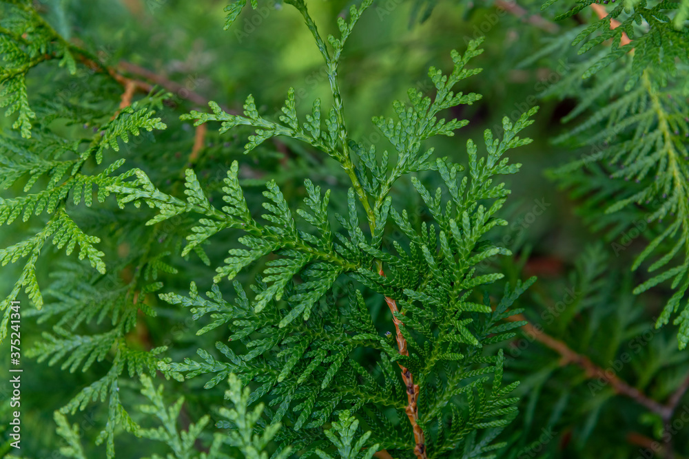 Close up view of beautiful green christmas leaves of Thuja occidentalis tree (also known as white cedar or eastern arborvitae) on green background. Selective focus. Oriental garden plants theme. Close up view of beautiful green christmas leaves of Thuja occidentalis tree (also known as white cedar or eastern arborvitae) on green background. Selective focus. Oriental garden plants theme.
