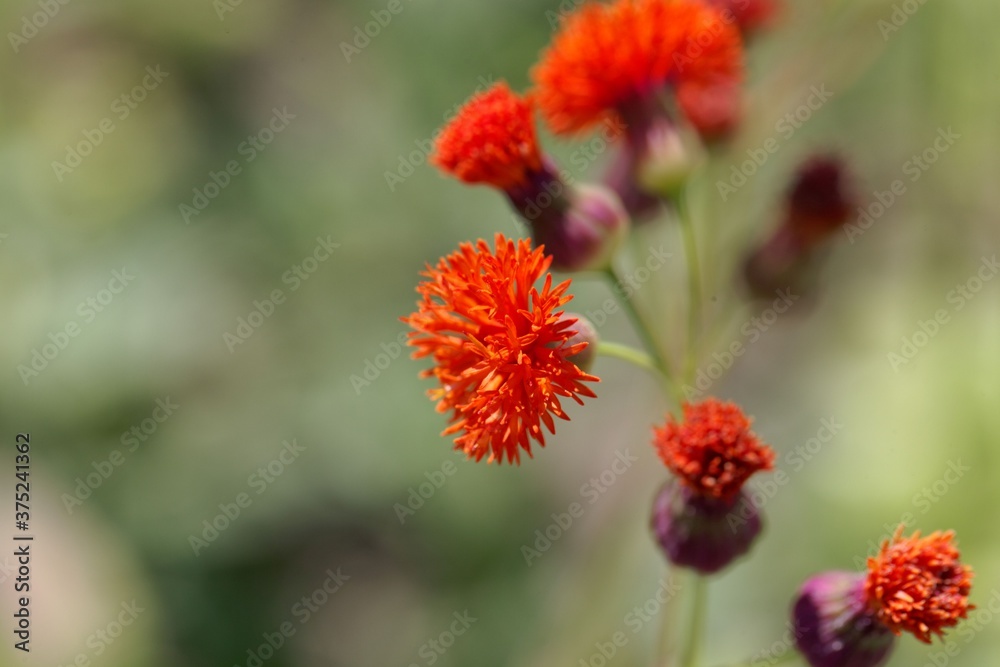 Flower of a Tasselflower, Emilia coccinea Flower of a Tasselflower, Emilia coccinea