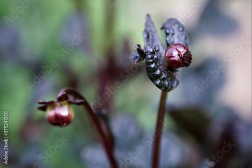 Hellebore Flower Bud in Red Purple and Bronze