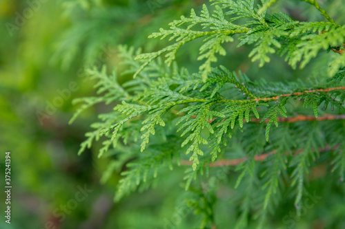 Close up view of beautiful green christmas leaves of Thuja occidentalis tree (also known as white cedar or eastern arborvitae) on green background. Selective focus. Oriental garden plants theme.