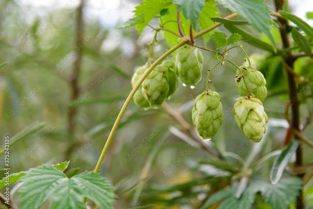 Close up view of common hop (Humulus lupulus) green cone shaped fruits on the branch of plant. Selective focus. Blurred background. Brewing ingredient production theme.