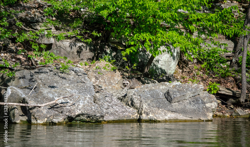 A racoon creeps along the waters edge on the big rocks at this Oklahoma lake on a warm sunny day. The coon keeps a close eye on the nearby fishermen but seems rather unconcerned. Bokeh effect.